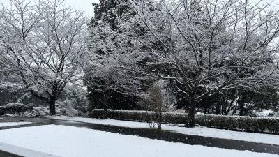園庭が綺麗な雪景色となりました