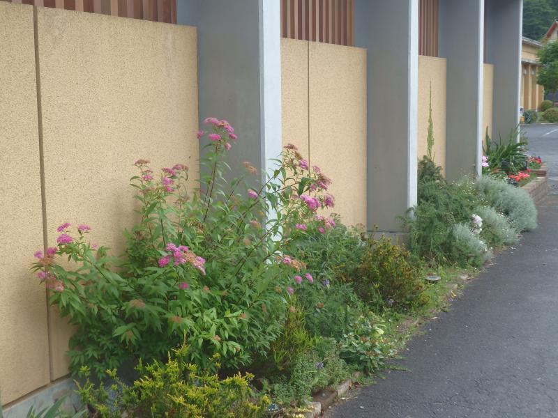 　　　　　　ロックガーデンに地植えしたピンクのノコギリソウ