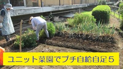 ユニット菜園でプチ自給自足５　～キャベツと大根を植えました編～