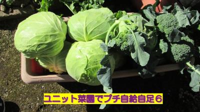 ユニット菜園でプチ自給自足６　～　大根、キャベツ、ブロッコリー、白菜を収穫しました編　～