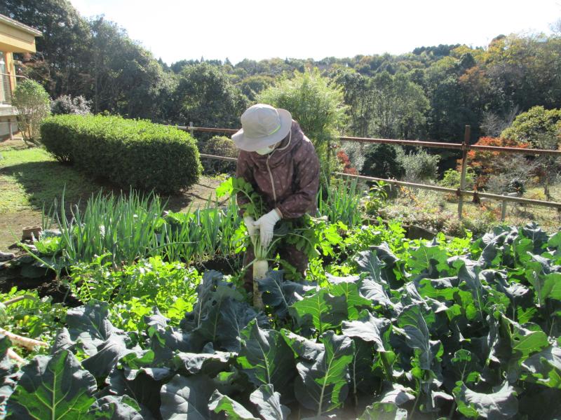 ユニット菜園でプチ自給自足６　～　大根、キャベツ、ブロッコリー、白菜を収穫しました編　～