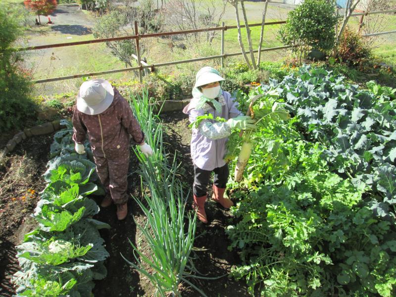 ユニット菜園でプチ自給自足６　～　大根、キャベツ、ブロッコリー、白菜を収穫しました編　～