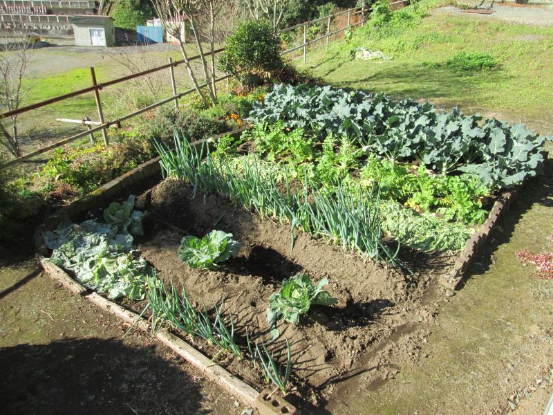 ユニット菜園でプチ自給自足６　～　大根、キャベツ、ブロッコリー、白菜を収穫しました編　～