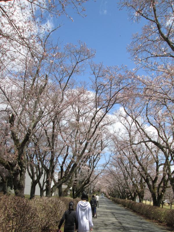 『春のお花見ドライブ~Inさくら宇宙公園』