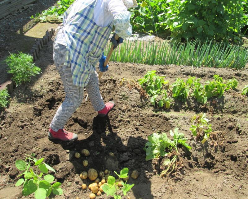 ユニット菜園プチ自給自足10