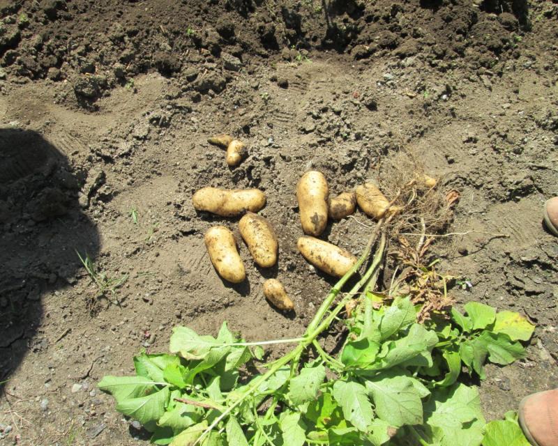 ユニット菜園プチ自給自足10
