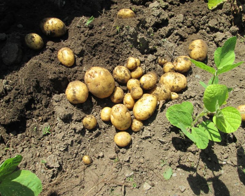 ユニット菜園プチ自給自足10