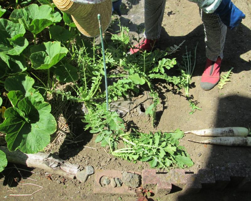 ユニット菜園プチ自給自足10