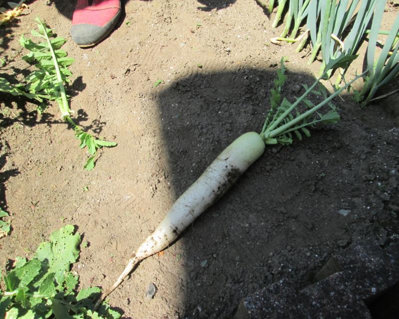 ユニット菜園プチ自給自足10