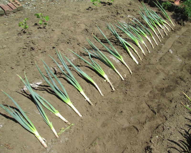 ユニット菜園プチ自給自足10