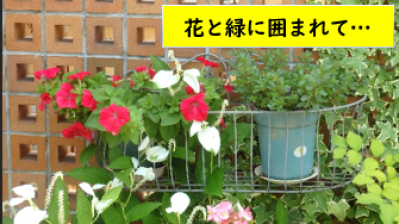 松籟荘ガーデニング２０２５夏　玄関広場編