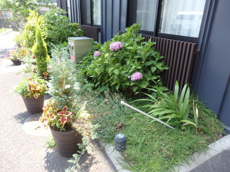 多年草が季節ごとに花を咲かせます