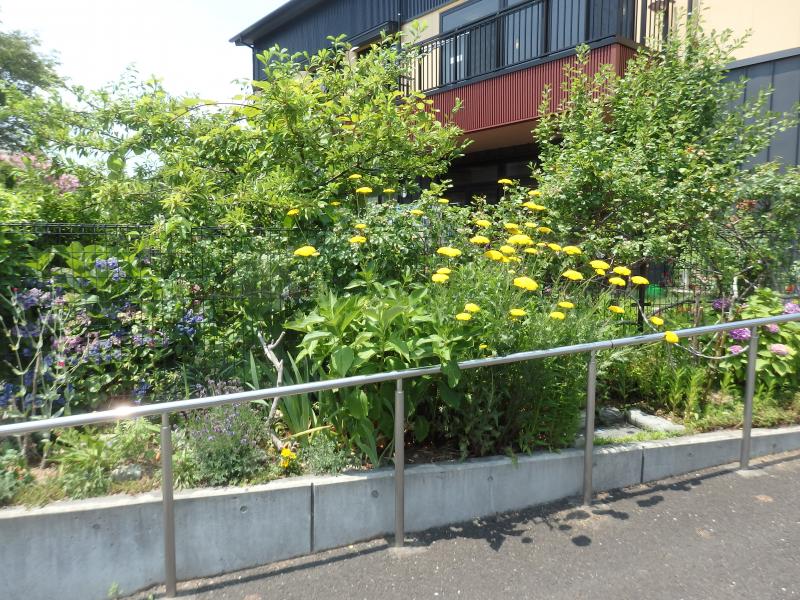 毎年登場するアジサイとノコギリソウ