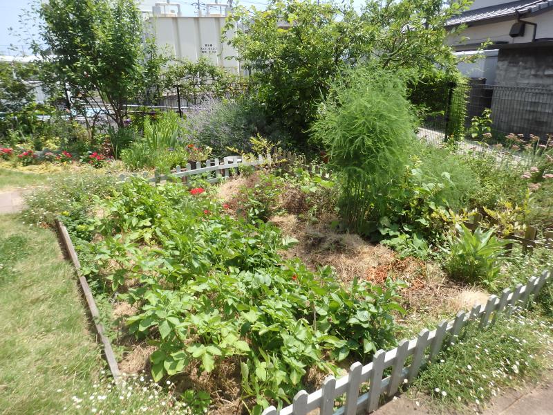 畑には、ジャガイモを植えました