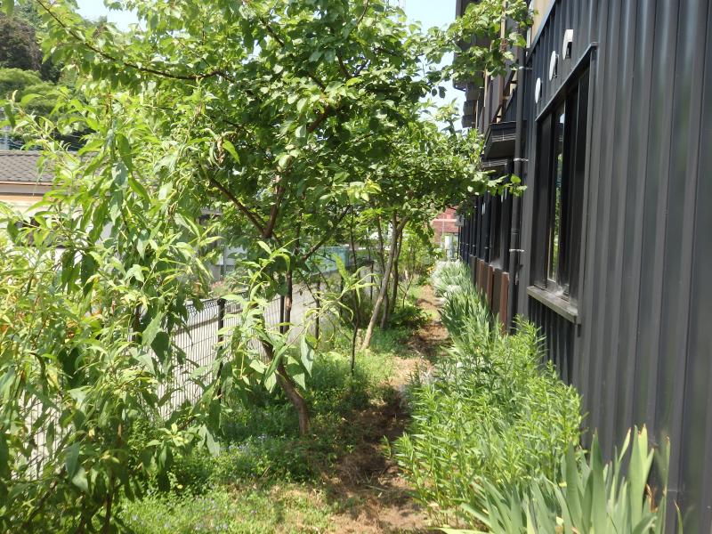 西側の通路には、フェンスに面して様々な低木を植えました