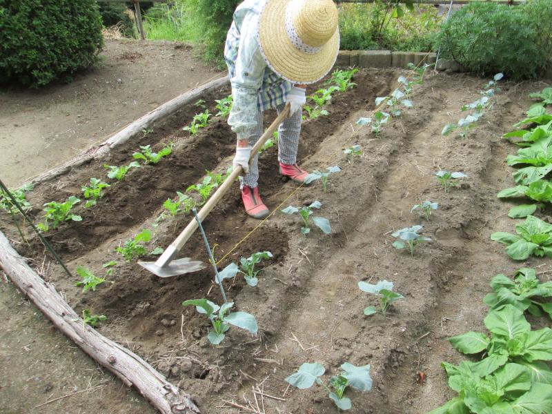 ユニット菜園 プチ自給自足12
