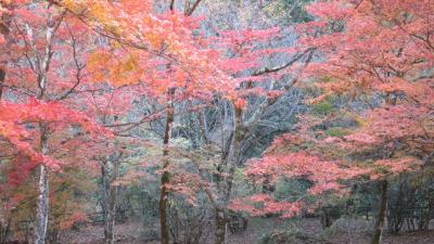 秋の紅葉ドライブ🍁　２０２５