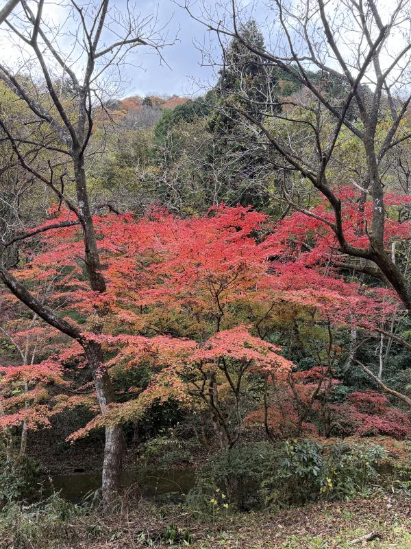 秋の紅葉ドライブ🍁　２０２５