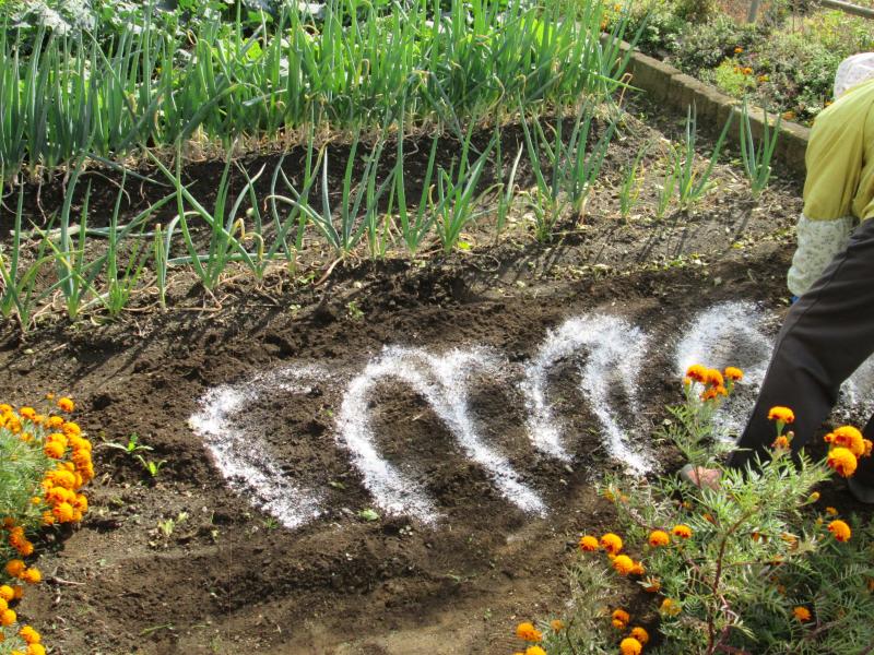 『ユニットプチ菜園 13』