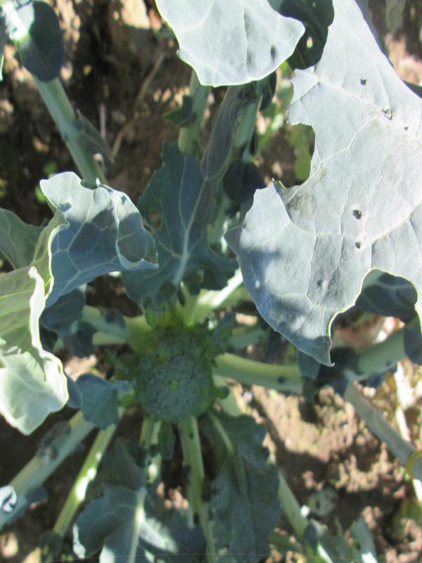 『ユニットプチ菜園 13』