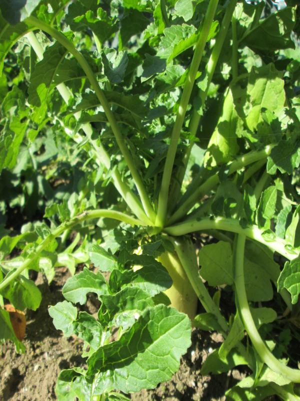 『ユニットプチ菜園 13』