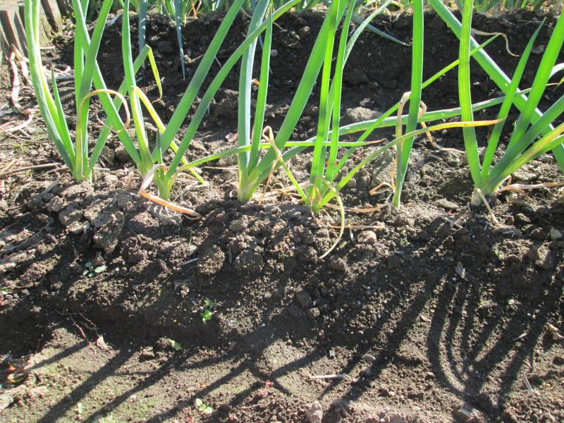 『ユニットプチ菜園 13』