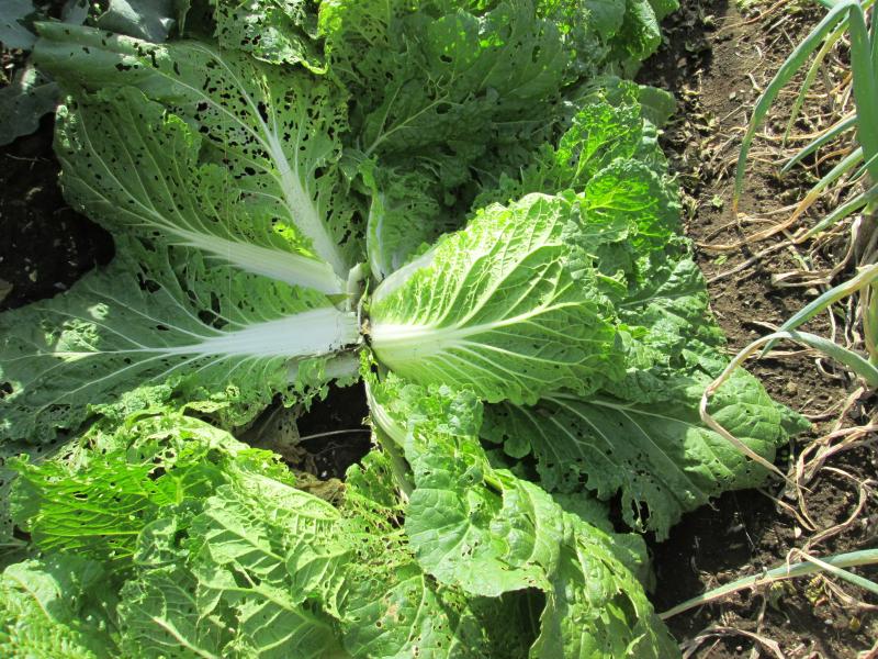 『ユニットプチ菜園 13』