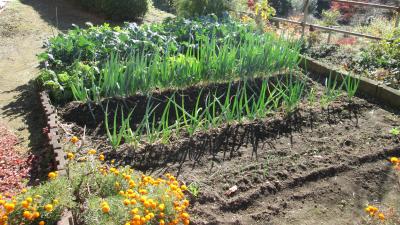 『ユニットプチ菜園 13』