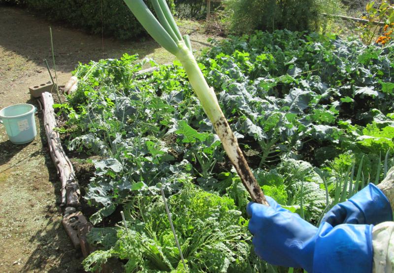 『ユニットプチ菜園 13』