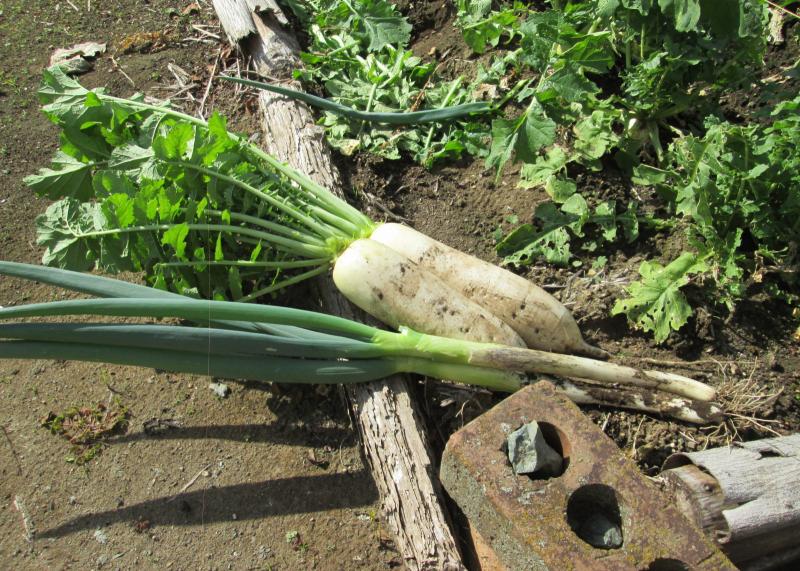 『ユニットプチ菜園 13』