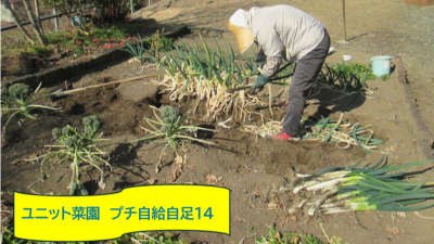 『ユニットプチ菜園　１４』