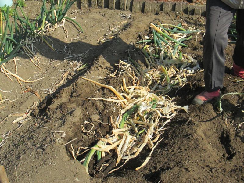 『ユニットプチ菜園　１４』