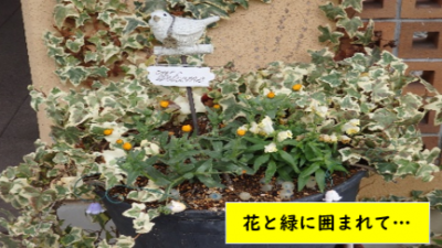 松籟荘ガーデニング　２０２６　春　玄関前広場