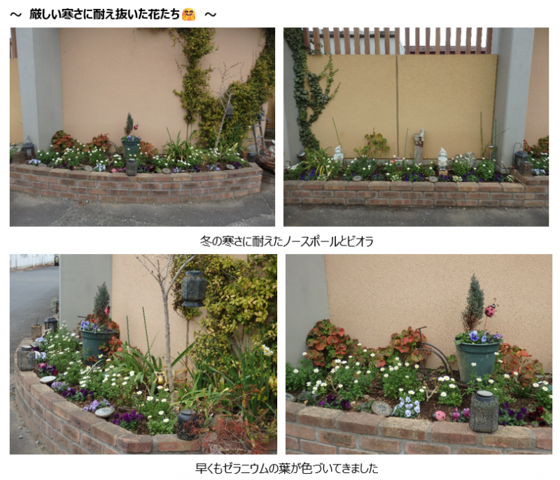 松籟荘ガーデニング　２０２６　春　玄関前広場