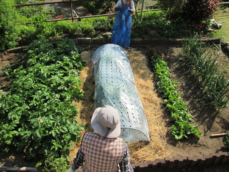 プチユニット菜園17