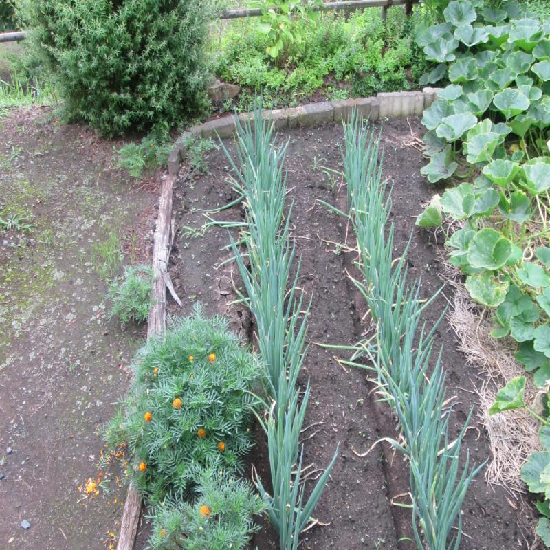 プチユニット菜園 18
