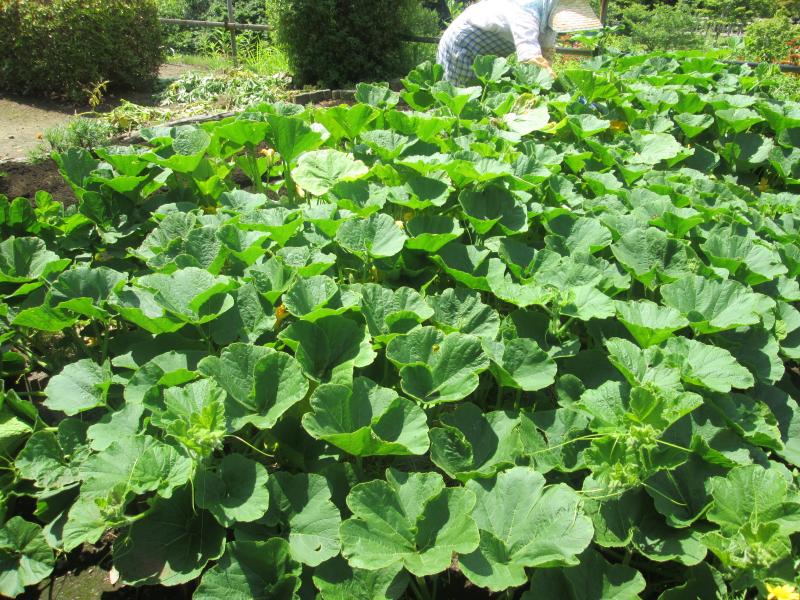 プチユニット菜園 18