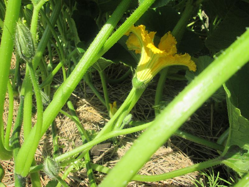 プチユニット菜園 18